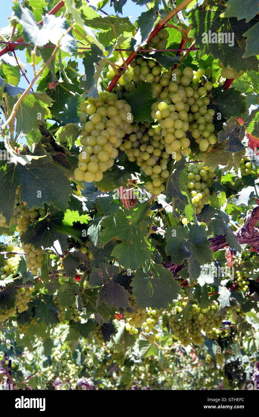 I vigneti di fiori nella campagna cretese in Grecia Foto Stock