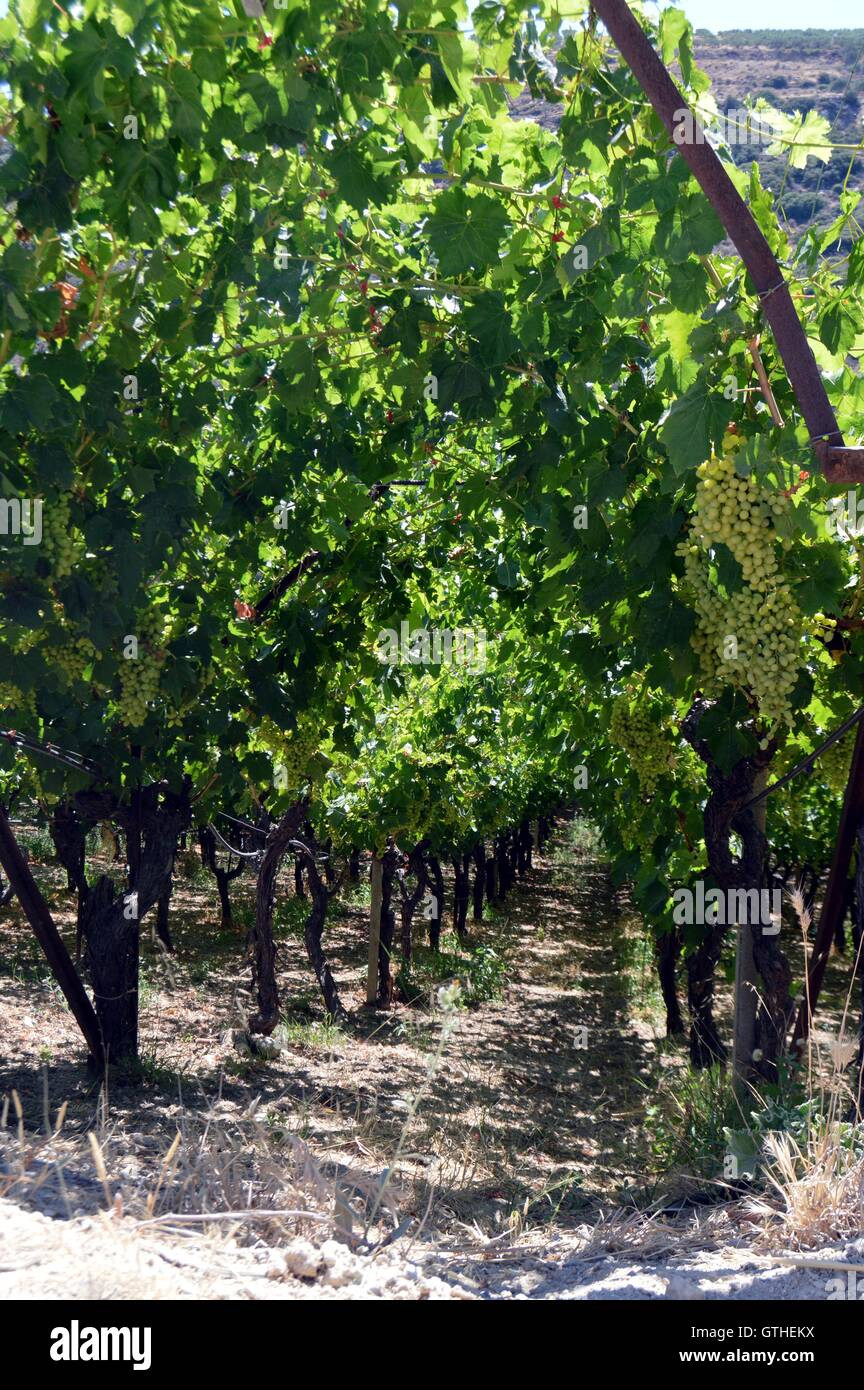 I vigneti di fiori nella campagna di Creta in Grecia. Foto Stock