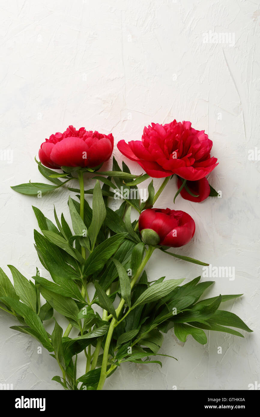 Peonia rosso su bianco, fiori Foto Stock