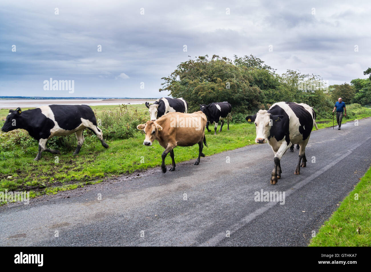 Un agricoltore la guida il frisone e jersey bovini per la mungitura sulla strada principale, la pianura del nord agriturismo, Bowness-on Solway, Cumbria, Inghilterra Foto Stock