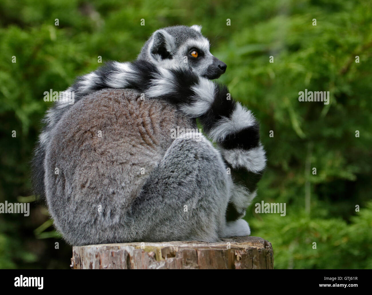 Anello lemure codato (Lemur catta) Foto Stock