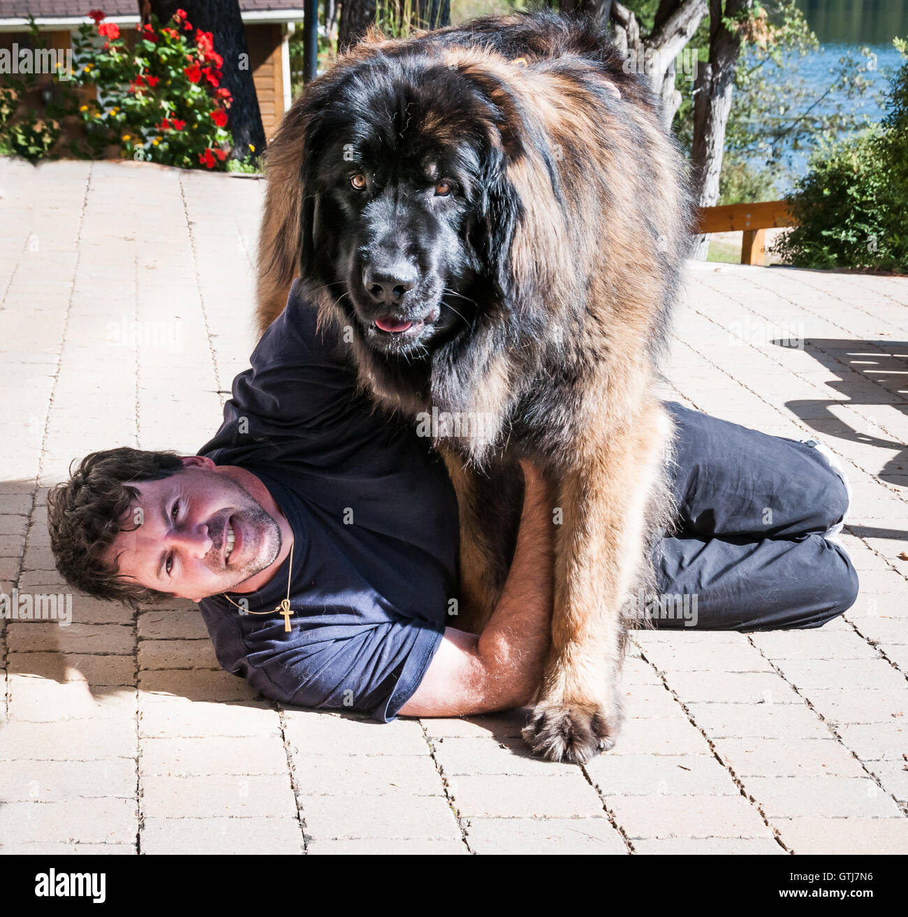Leonberger cane e il master in riproduzione in un patio Foto Stock