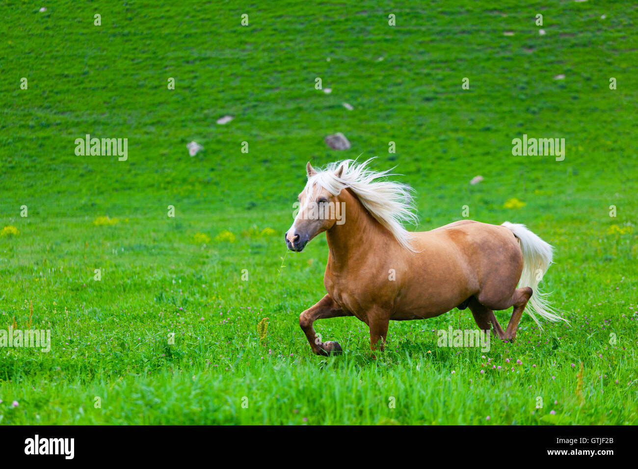 Bay horse è camminato in electroshepherd Foto Stock