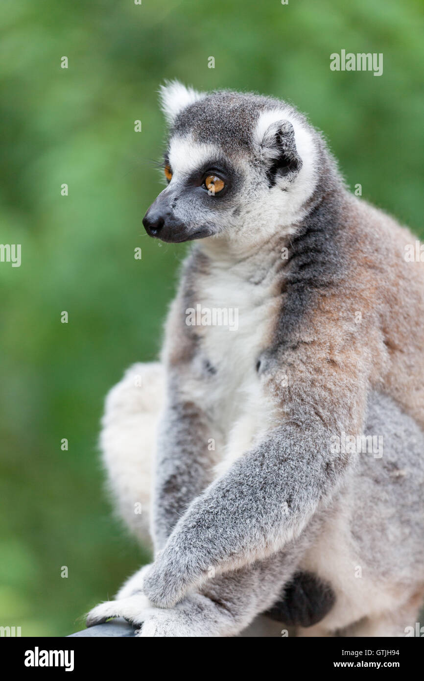 Ritratto di un lemure contro la vegetazione verde Foto Stock