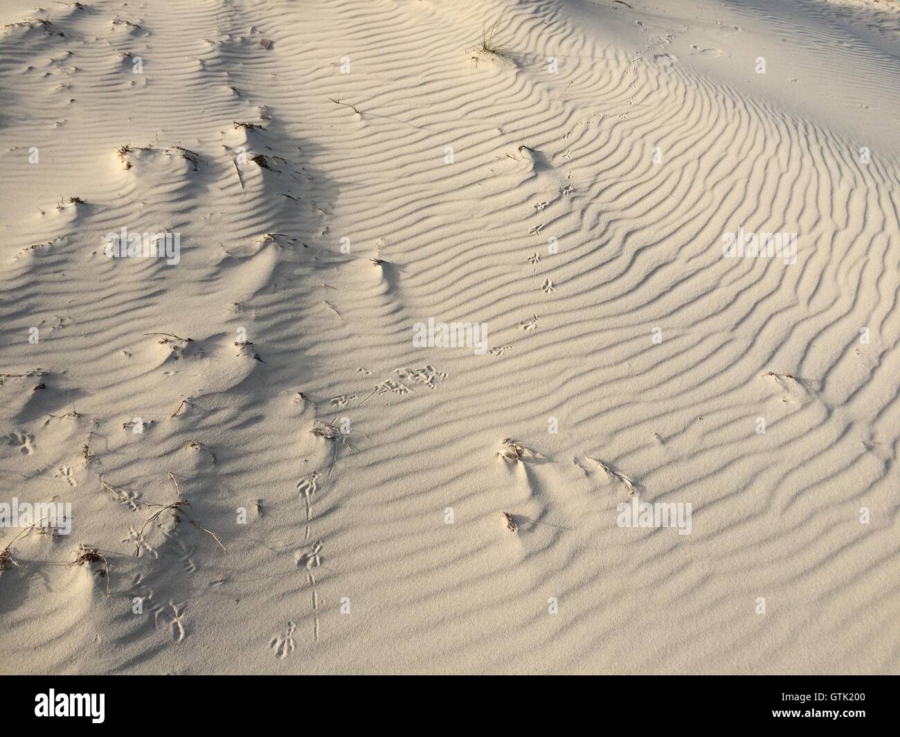 Modelli di vento in spiaggia di sabbia Foto Stock