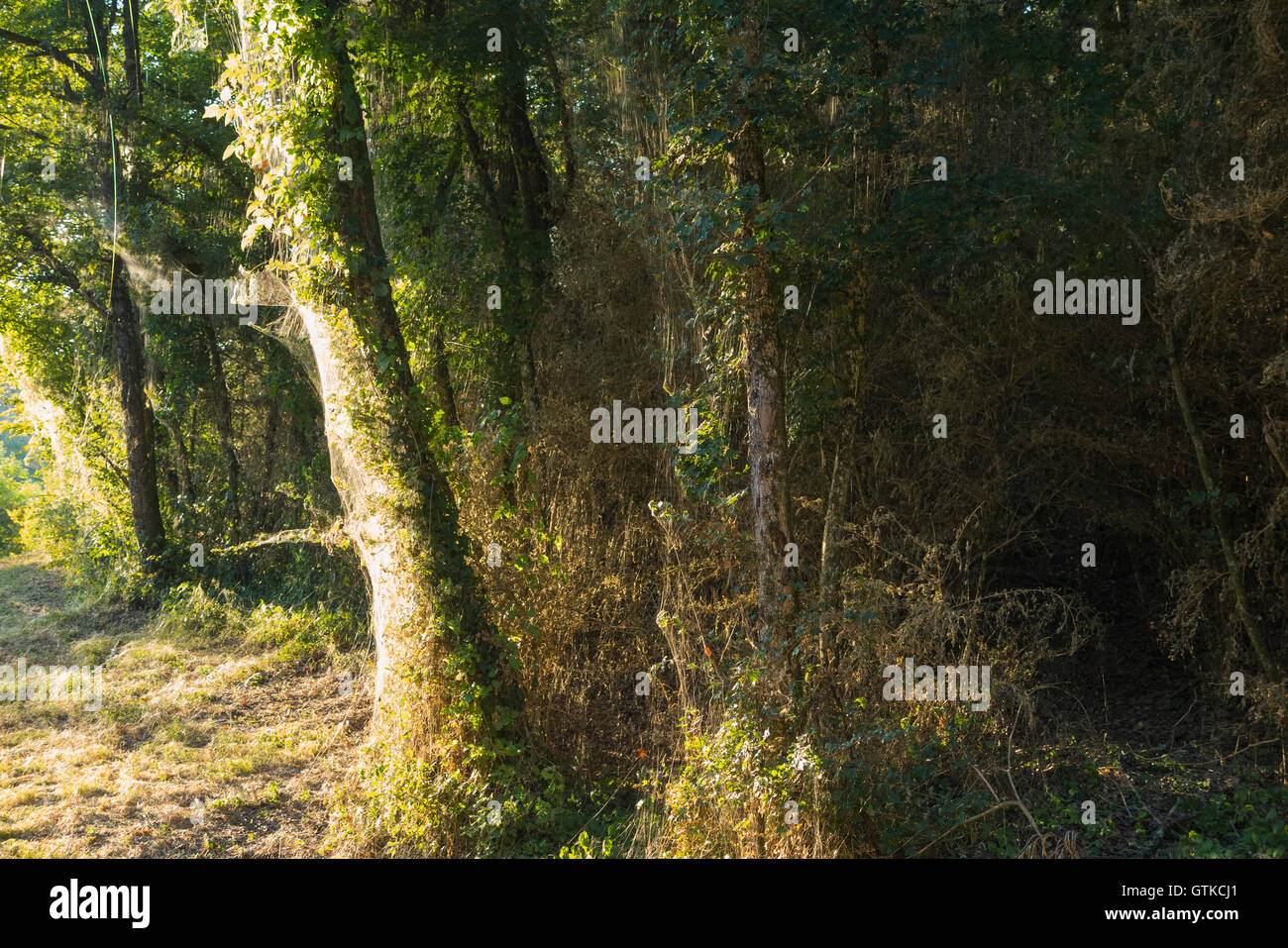 Seta / web / Nastro di veli di caterpillar della scatola albero tarma Cydalima perspectalis, la scatola di copertura foglia d'albero / lascia nella foresta Foto Stock