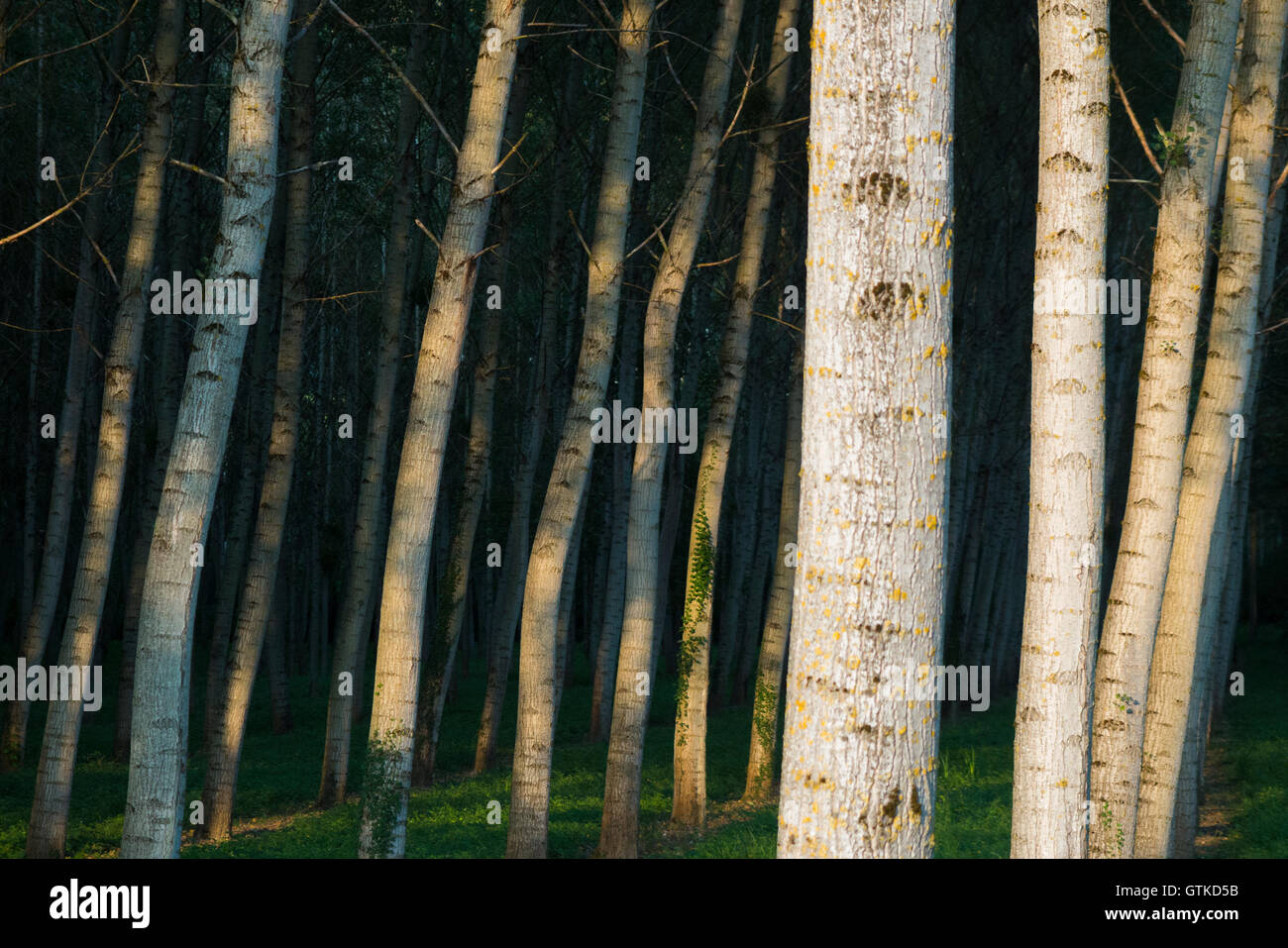 Alberi di pioppo / tronchi di alberi cresciuti in ordinate righe e colonne per la silvicoltura / fonte sostenibile di legname. Foto Stock