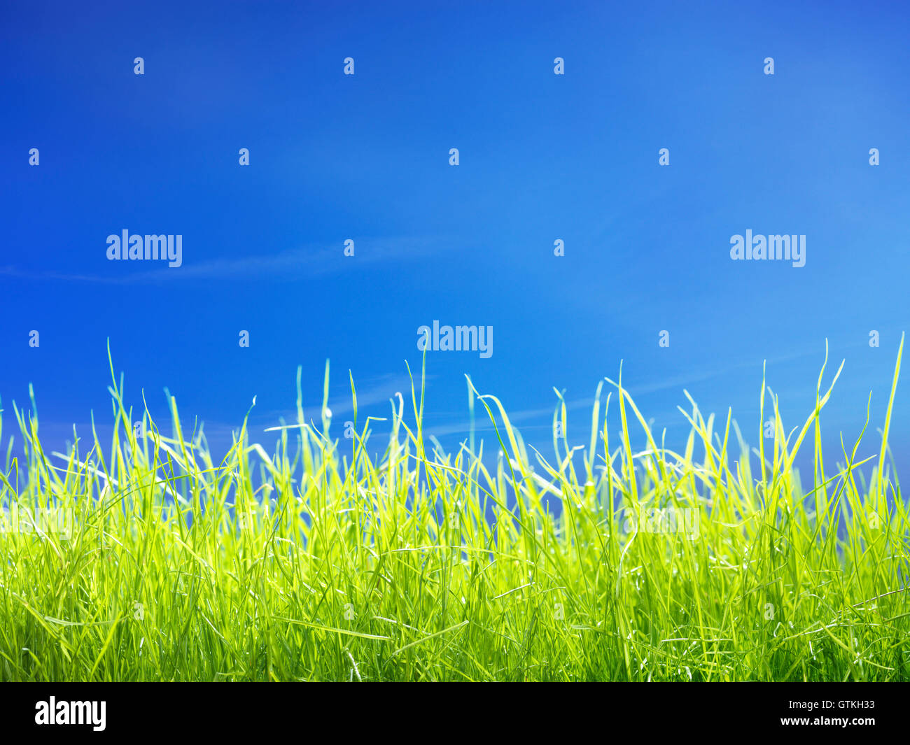 Fresca giovani prato verde erba sotto blu cielo soleggiato closeup sfondo Foto Stock