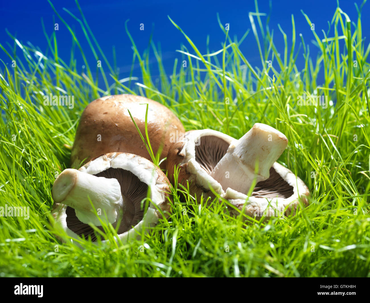 Funghi Cremini in erba verde sotto il luminoso Sky Food still life Foto Stock