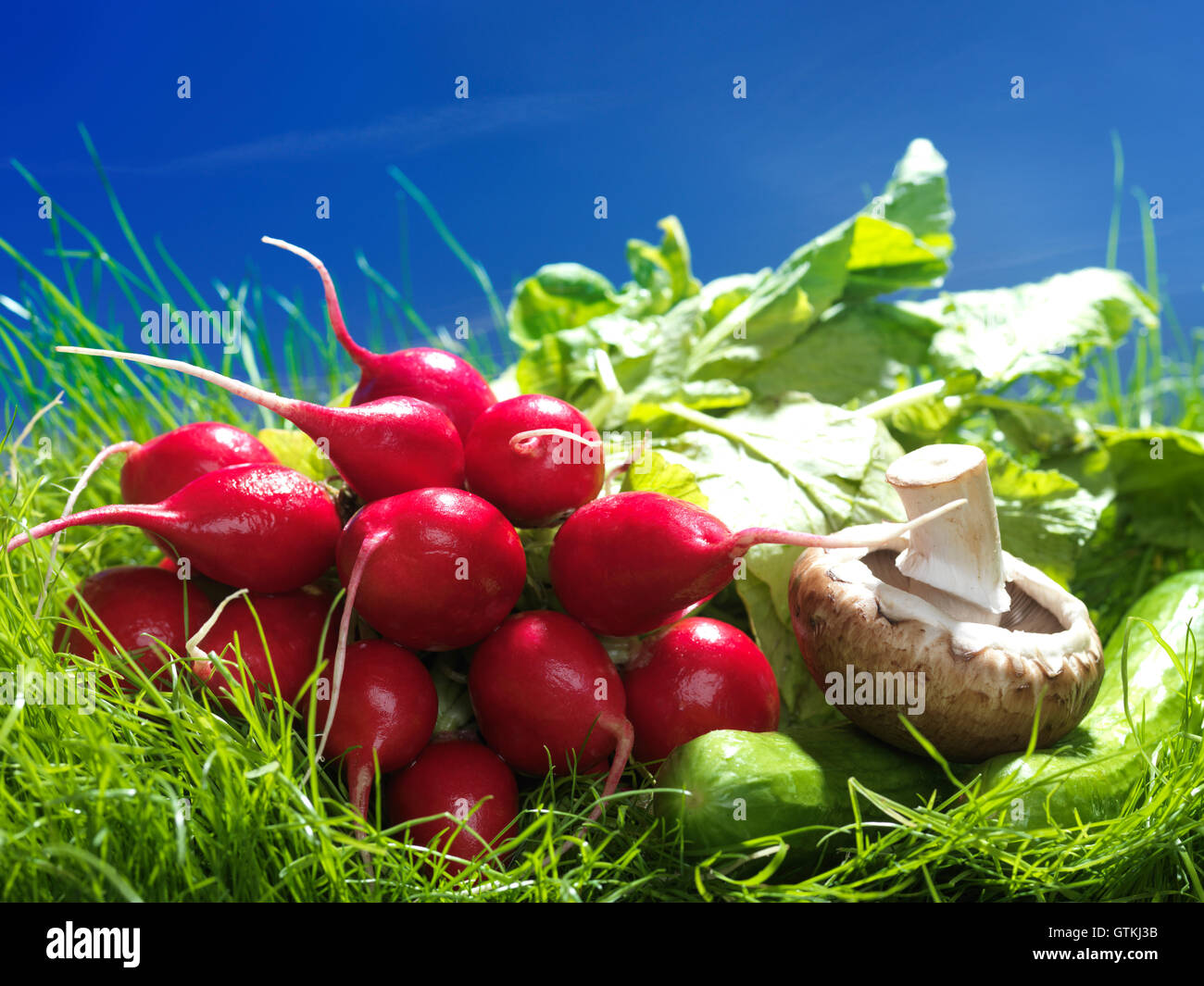 Il ravanello, funghi e cetrioli, artistico cibo ancora in vita in erba verde brillante sotto il cielo sereno Foto Stock