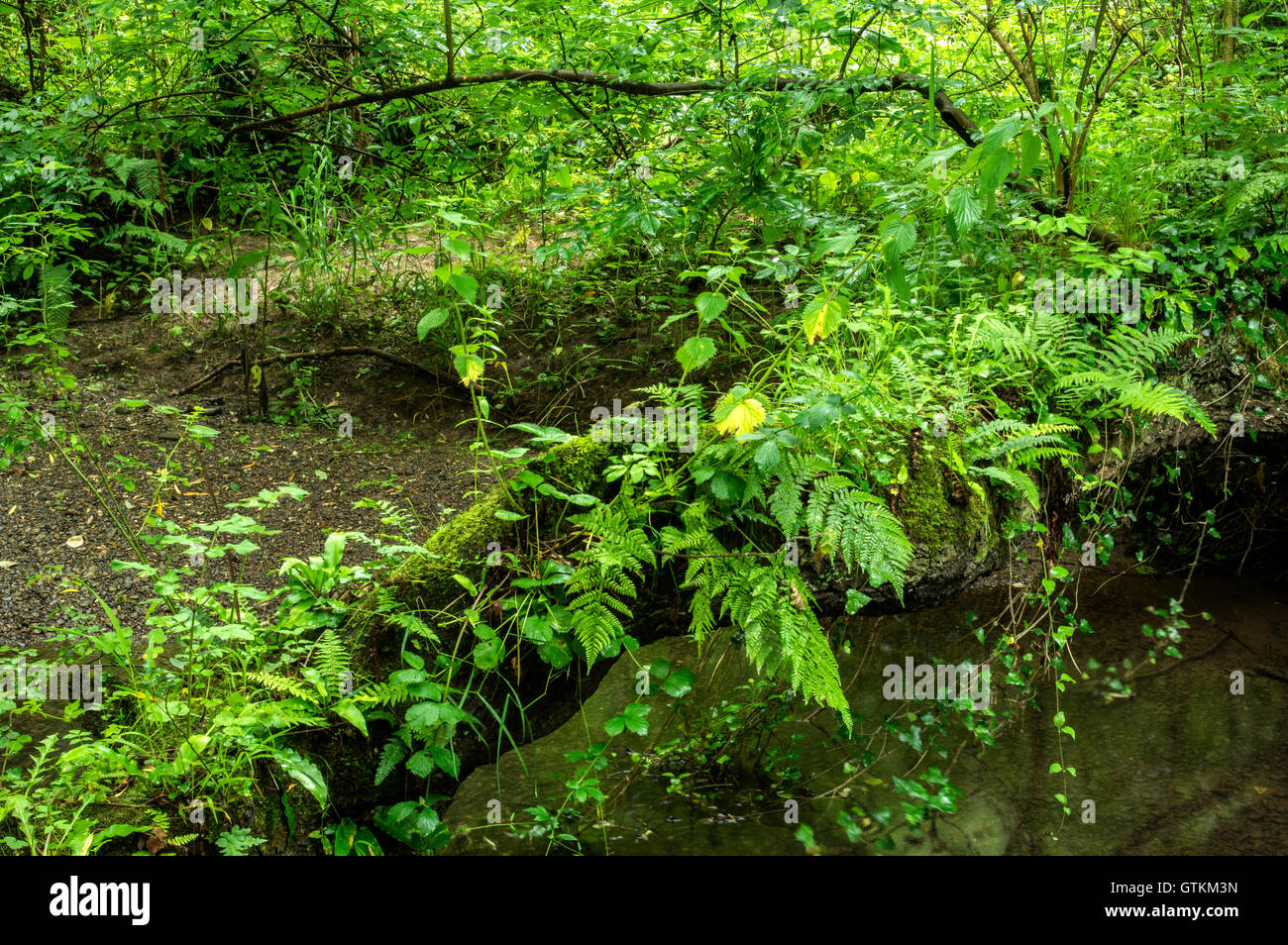 Questo tipo di bosco può essere trovato in alta piovosità aree nella parte occidentale di Gran Bretagna Foto Stock