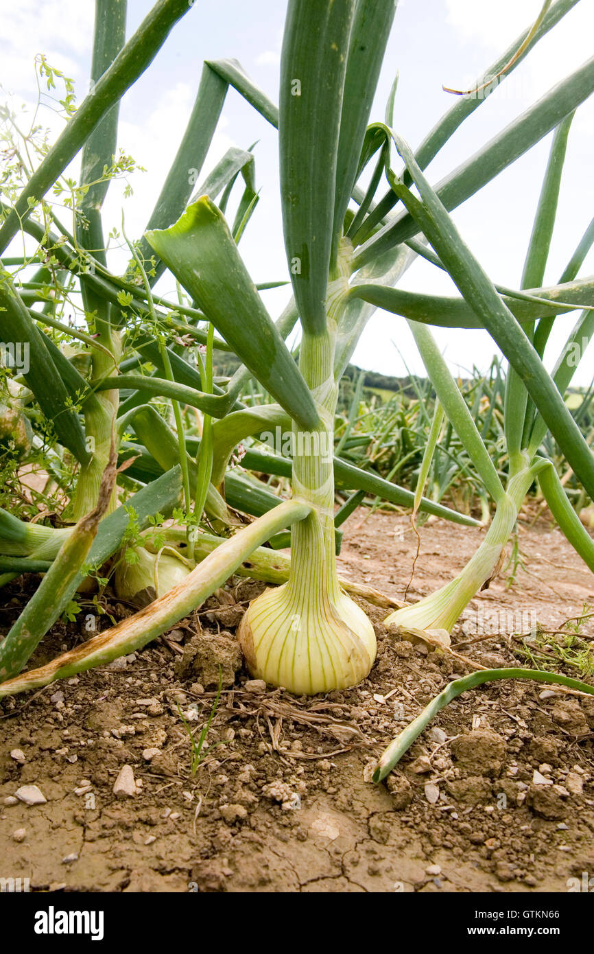 cipolle che crescono in campo Foto Stock