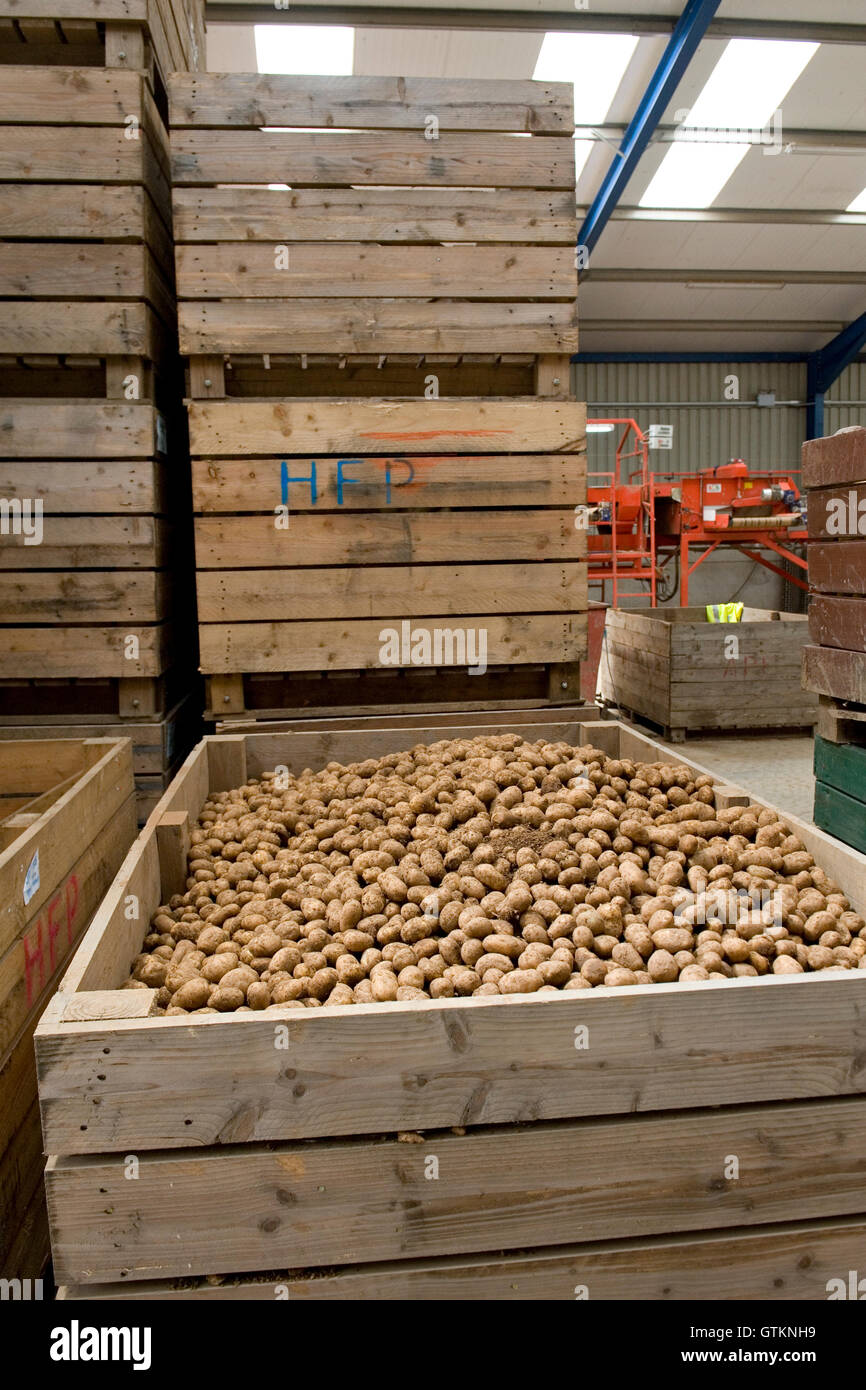 Casse di patate su patata farm Foto Stock