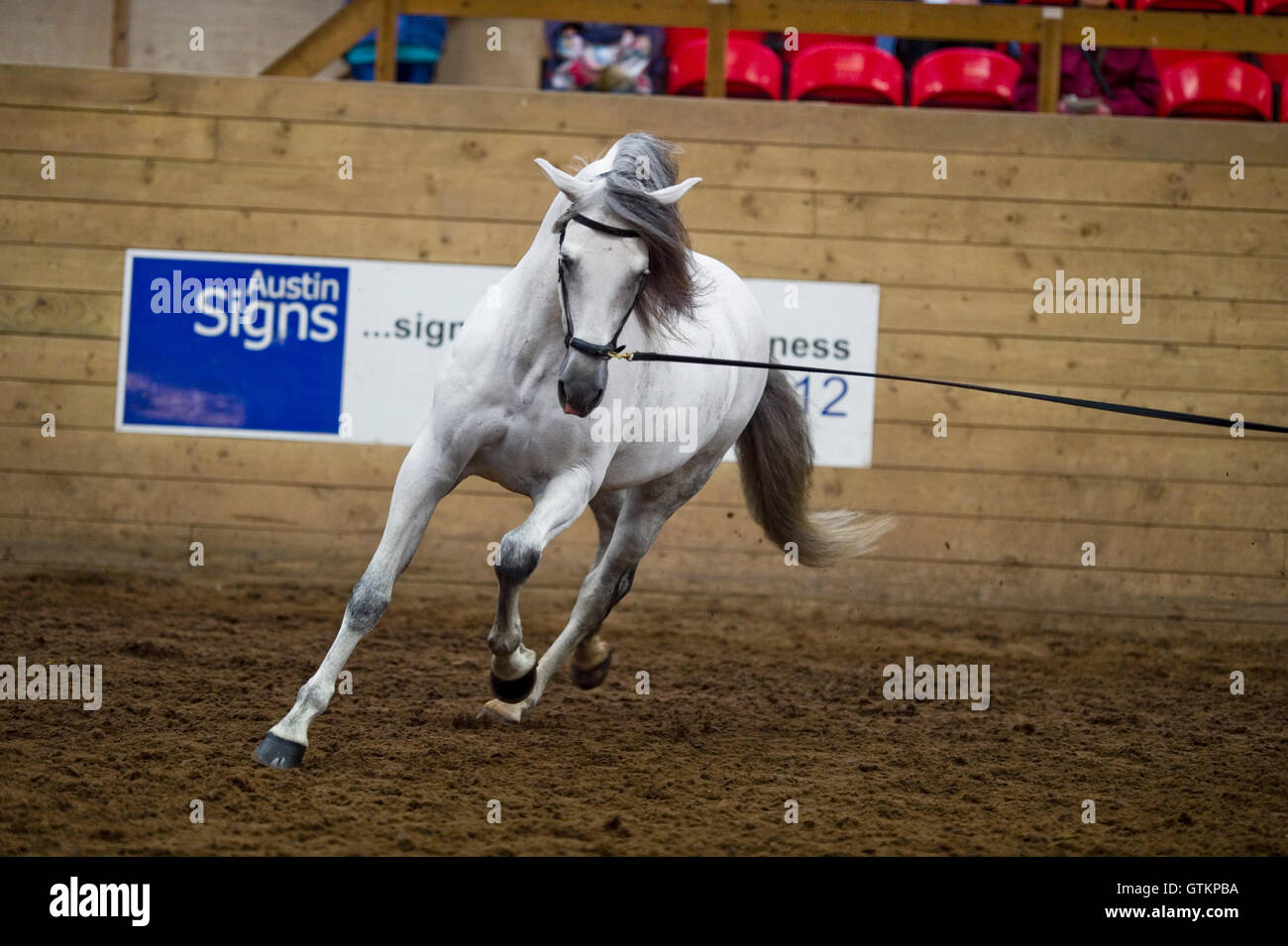 Cavallo essendo lunged in corrispondenza di un cavallo di razza iberica visualizza Foto Stock
