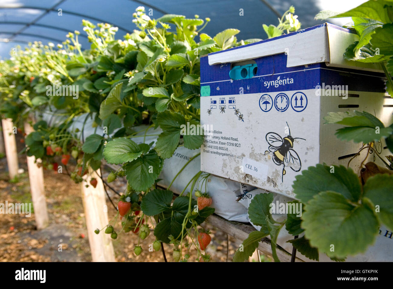 Bee polination su fragola azienda in crescita Foto Stock
