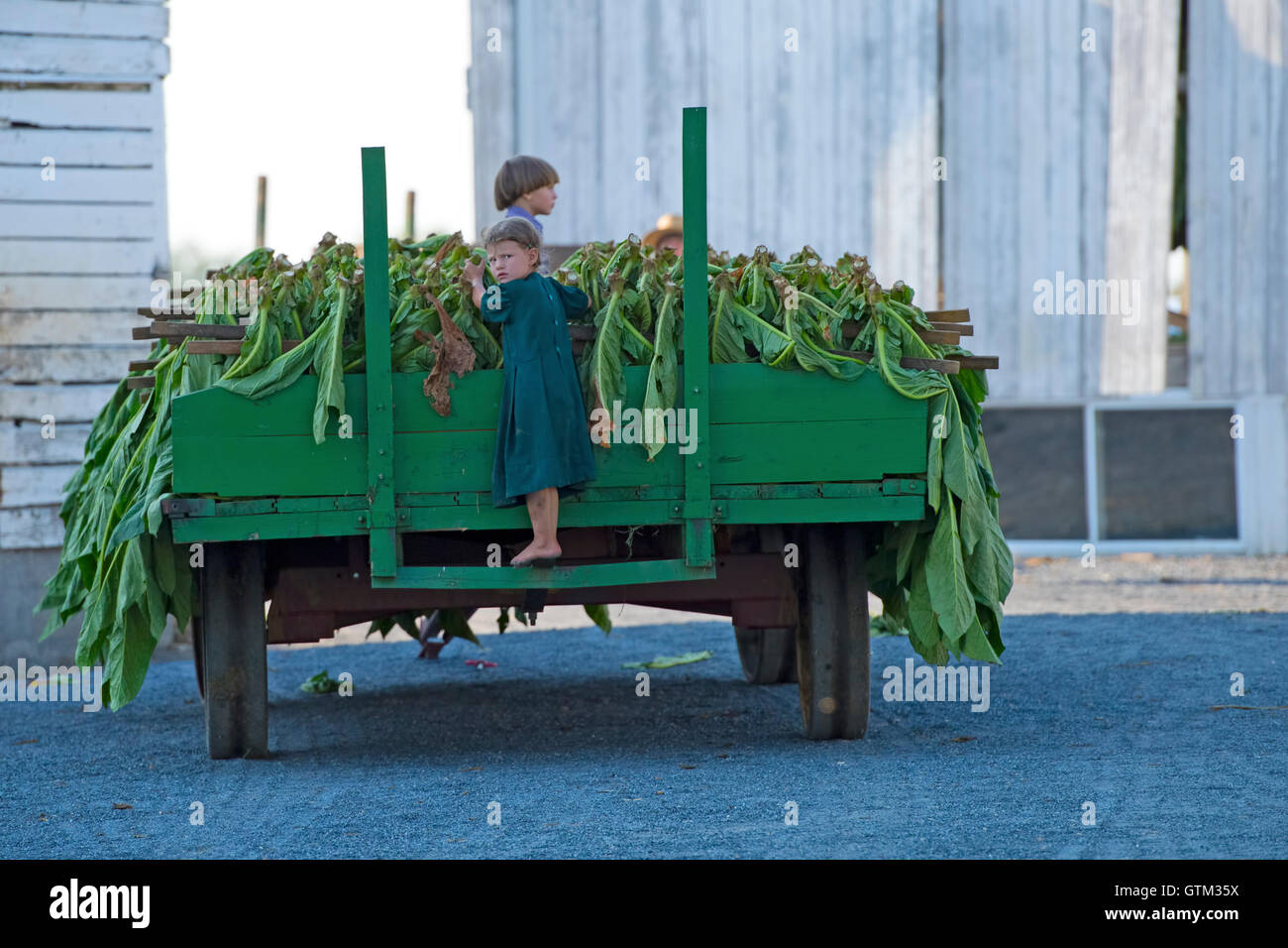 I bambini Amish su foglia di tabacco carrello Foto Stock