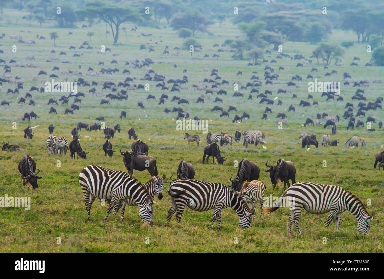 Zebre e GNU in numero massiccio durante la migrazione nel Parco Nazionale del Serengeti. Foto Stock