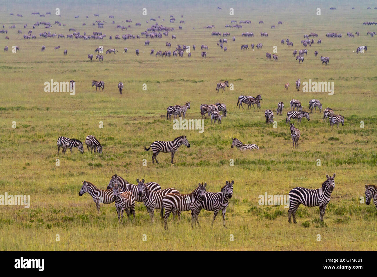 Imponente mandria di zebre in pascoli del Parco Nazionale del Serengeti durante la migrazione. Foto Stock