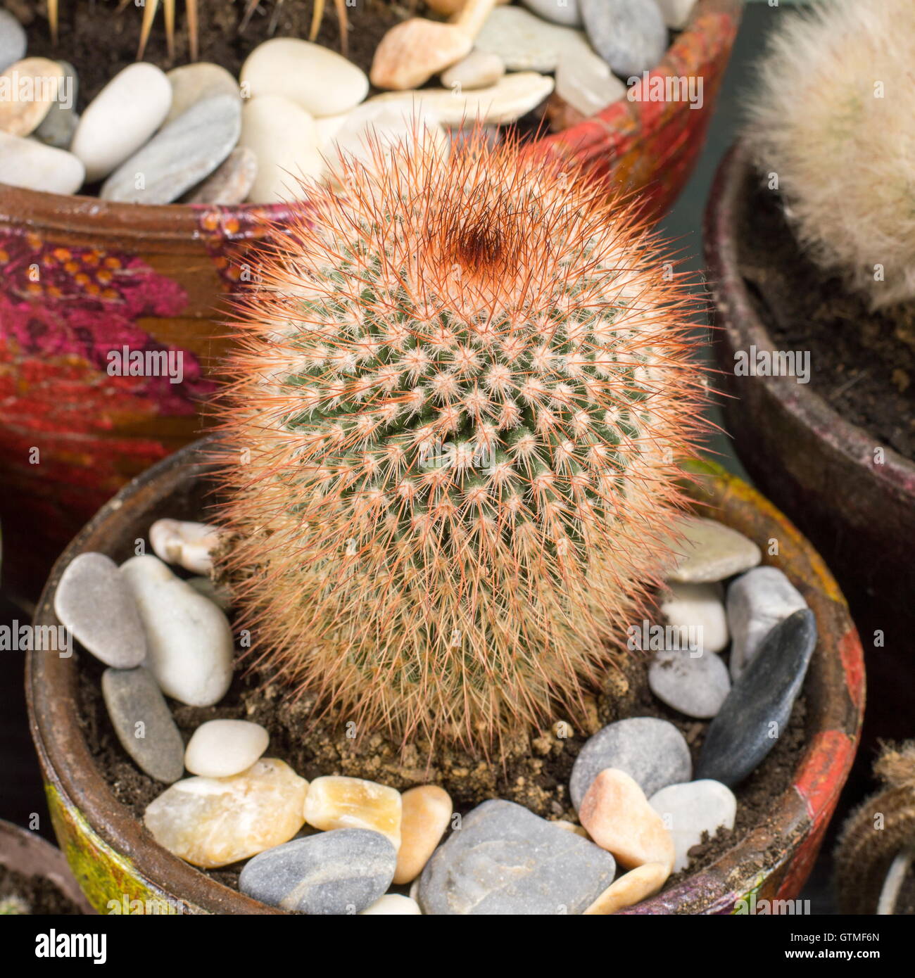 Vari vasi di piante di cactus home collezione realizzata Foto Stock