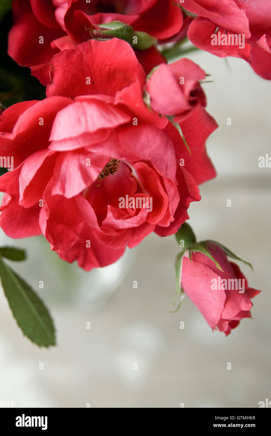 Bouquet di rose rosa in un vaso di vetro su uno sfondo bianco Foto Stock