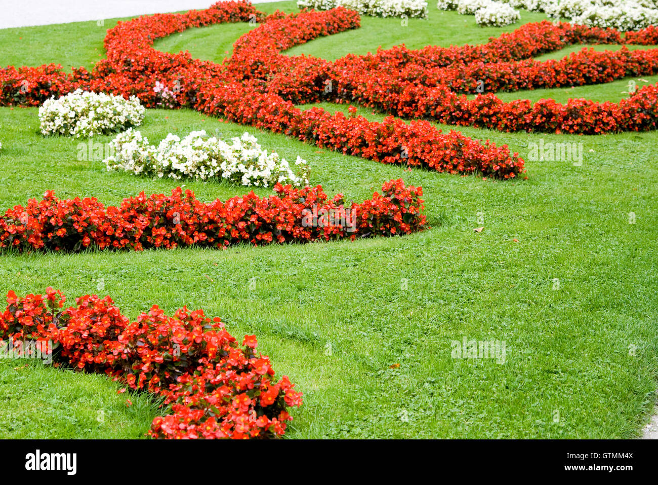 Un letto floreale con red s bianco fiori ed erba verde Foto Stock Un letto floreale con red s bianco fiori ed erba verde Foto Stock