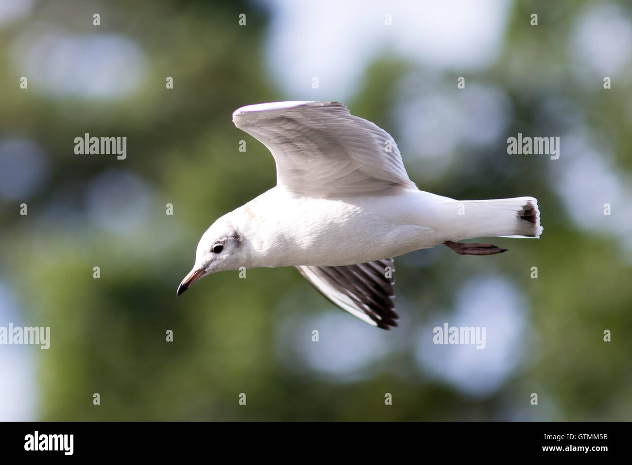 Gull posiziona il puntatore del mouse su un lago Foto Stock