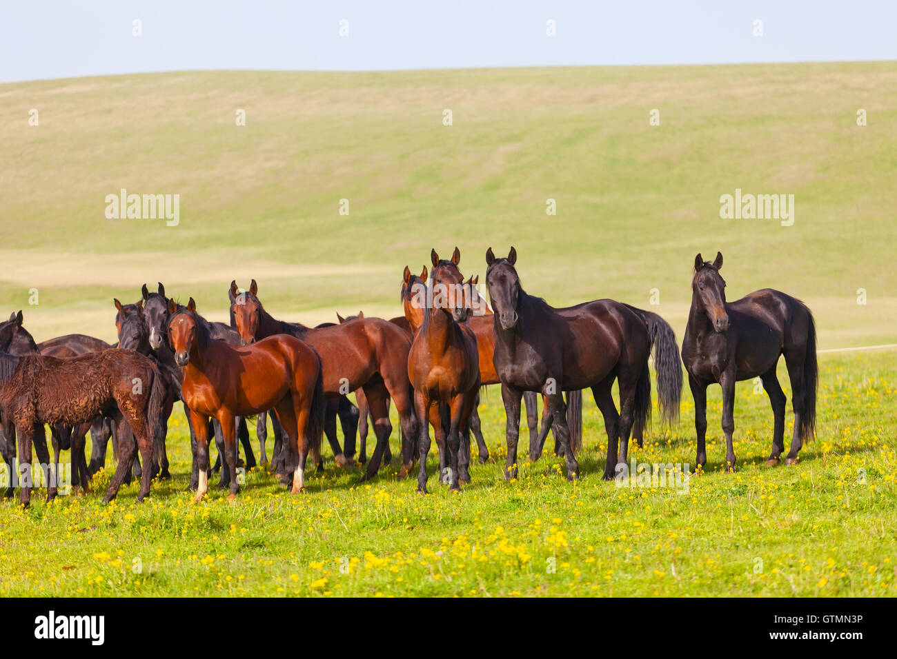 Allevamento di cavalli su un alpeggio Foto Stock