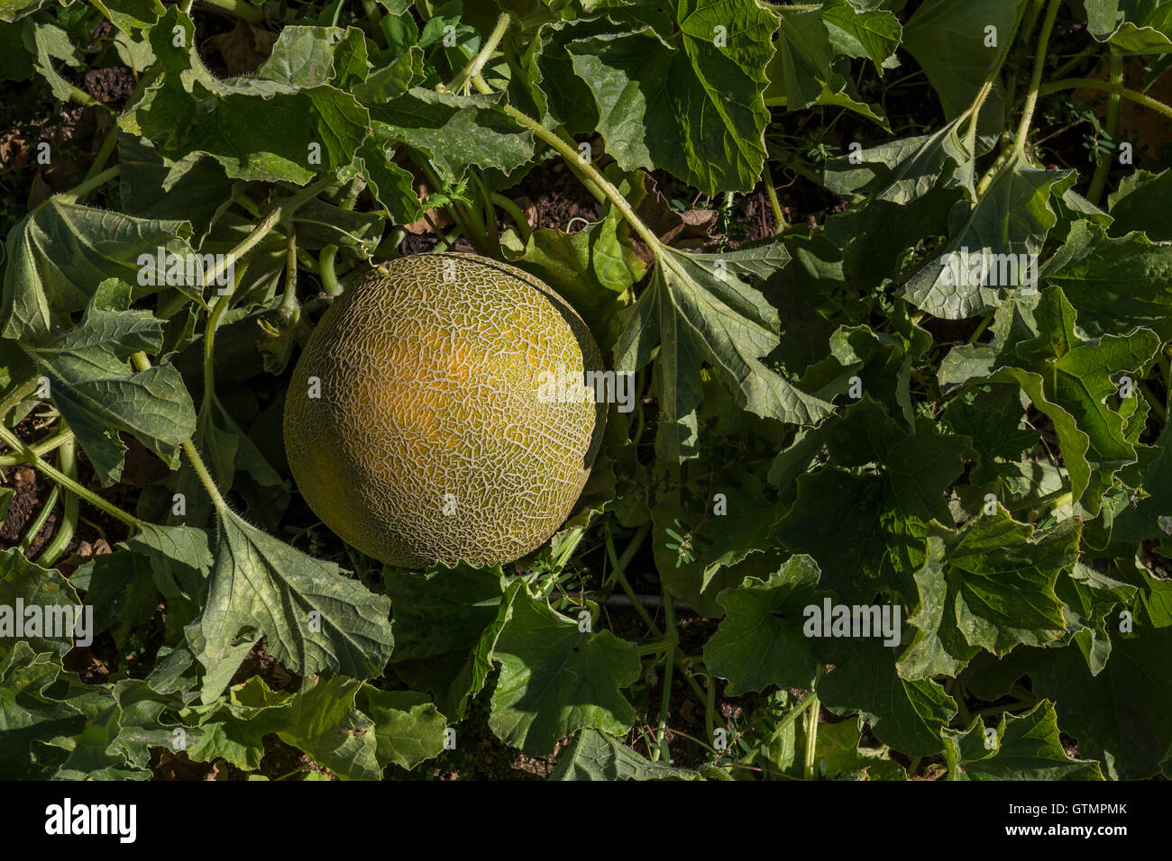 Melone, maturazione sulla vite, orto, Hall Cantina della Valle di Napa NAPA County, California Foto Stock
