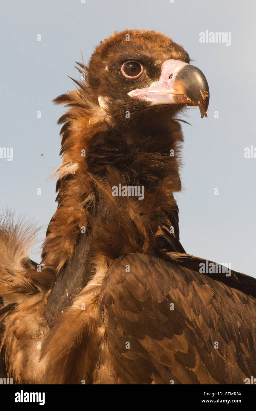 Il cinereous vulture (Aegypius monachus), yuvenile, ritratto, Spagna Foto Stock