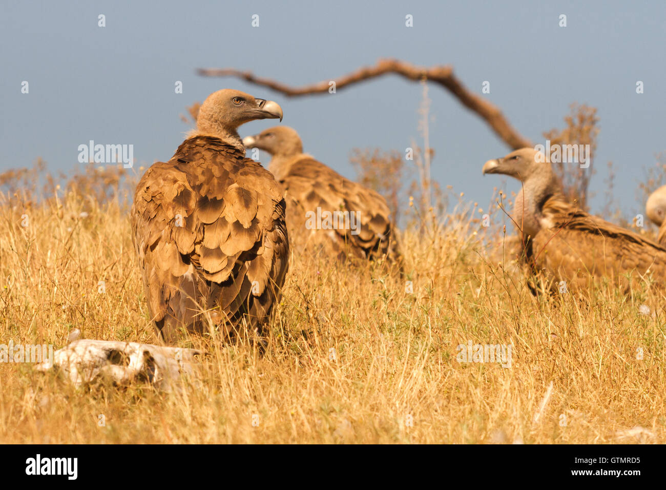 Grifone (Gyps fulvus), tre individui digerire dopo aver mangiato, Spagna Foto Stock