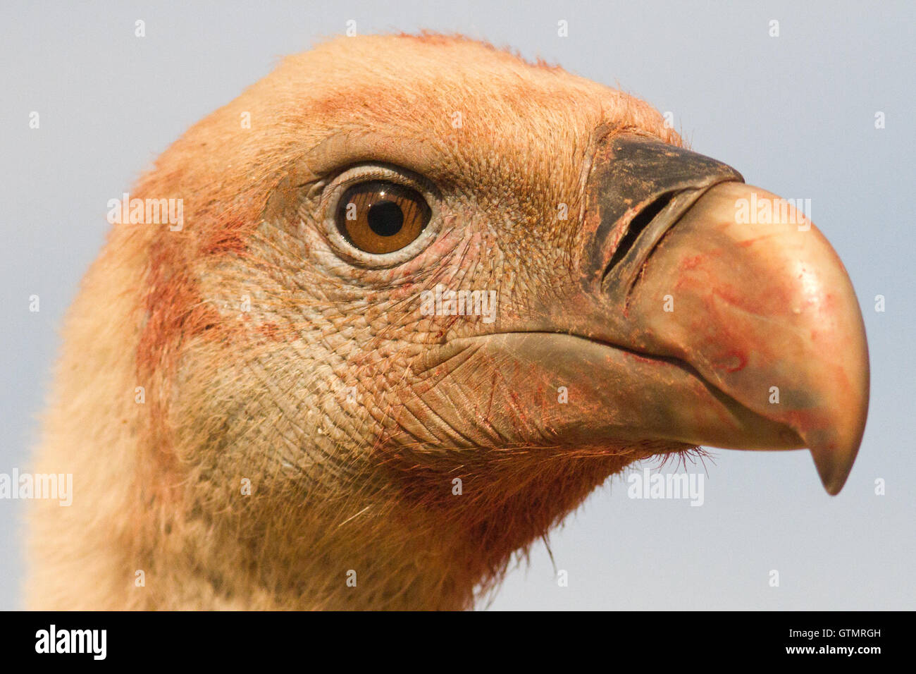 Grifone (Gyps fulvus), Adulto /vecchio singoli con un po' di testa sanguinante, ritratto, Spagna Foto Stock