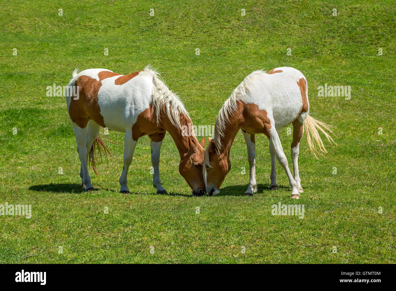 Due cavalli selvaggi di pascolare su una gamma di Bombay Hills, Isola del Sud, Nuova Zelanda Foto Stock