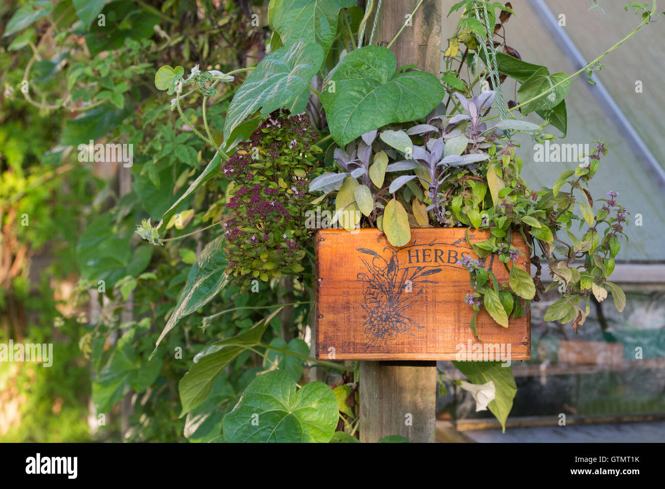 Appendere in legno piantatrice di erbe contenenti banana menta, purple sage e maggiorana compatto in un giardino inglese Foto Stock