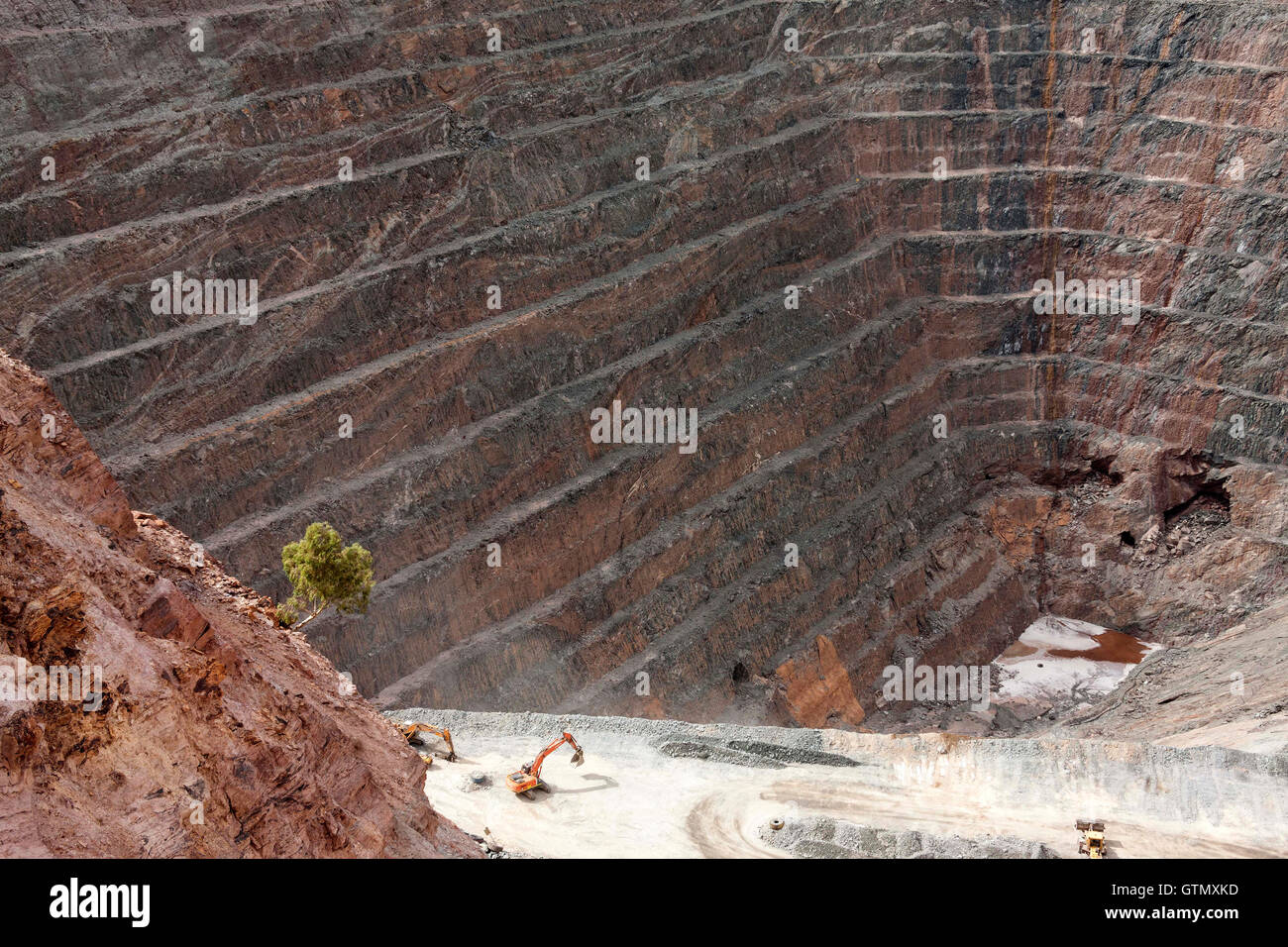 Piccolo albero che cresce dentro di taglio aperto miniera d'oro, Gwalia Australia Occidentale Foto Stock