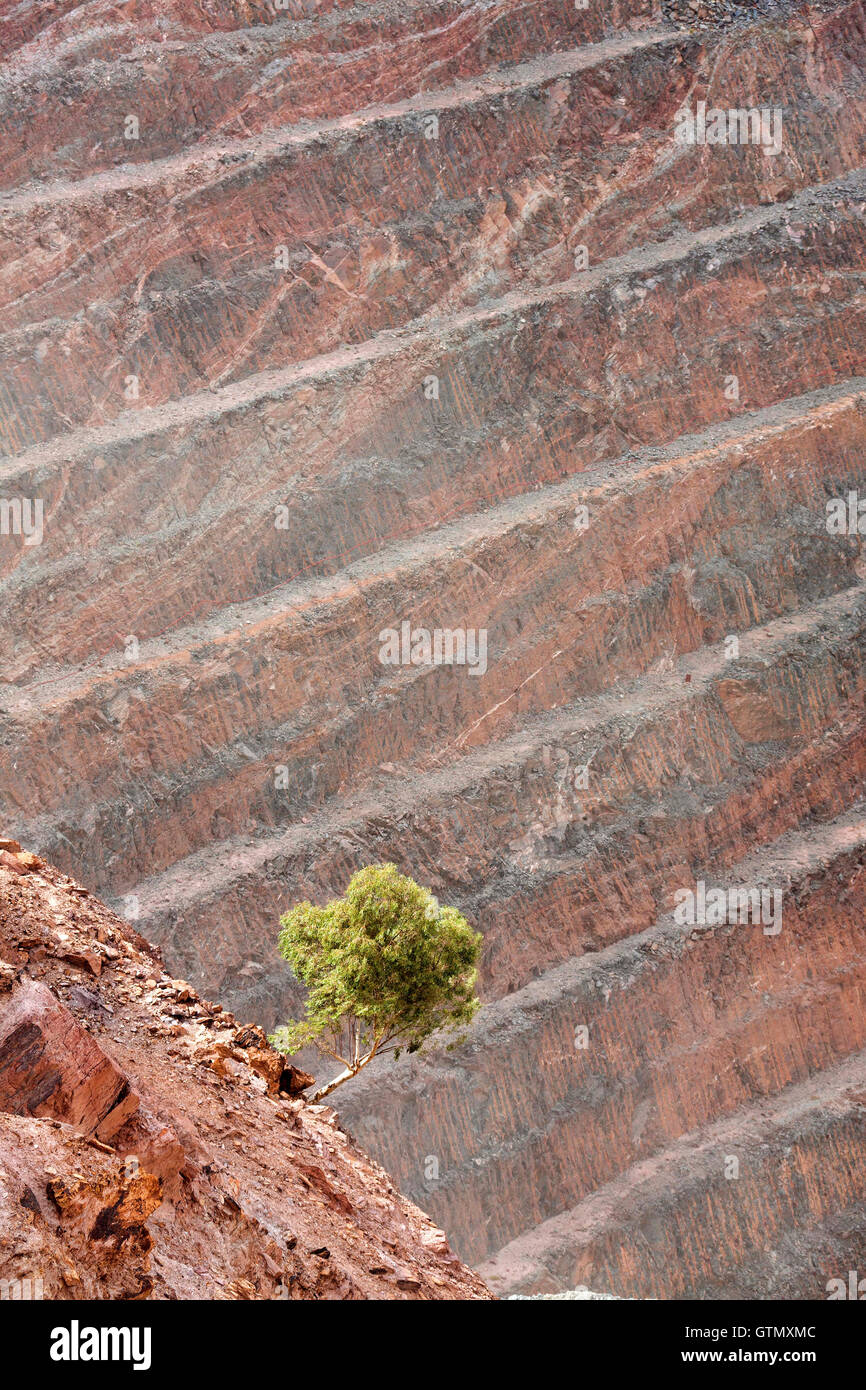Piccolo albero che cresce dentro di taglio aperto miniera d'oro, Gwalia Australia Occidentale Foto Stock