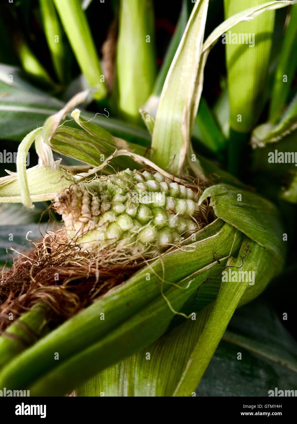 Spiga del granoturco Foto Stock