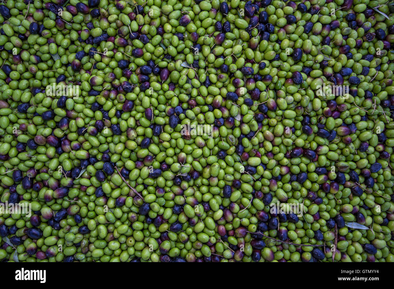 Olio di oliva, olive, raccolta delle olive raccolte le olive, olive in attesa di essere macinato, Round Pond Estate Frantoio Rutherford, Napa Valley, California Foto Stock