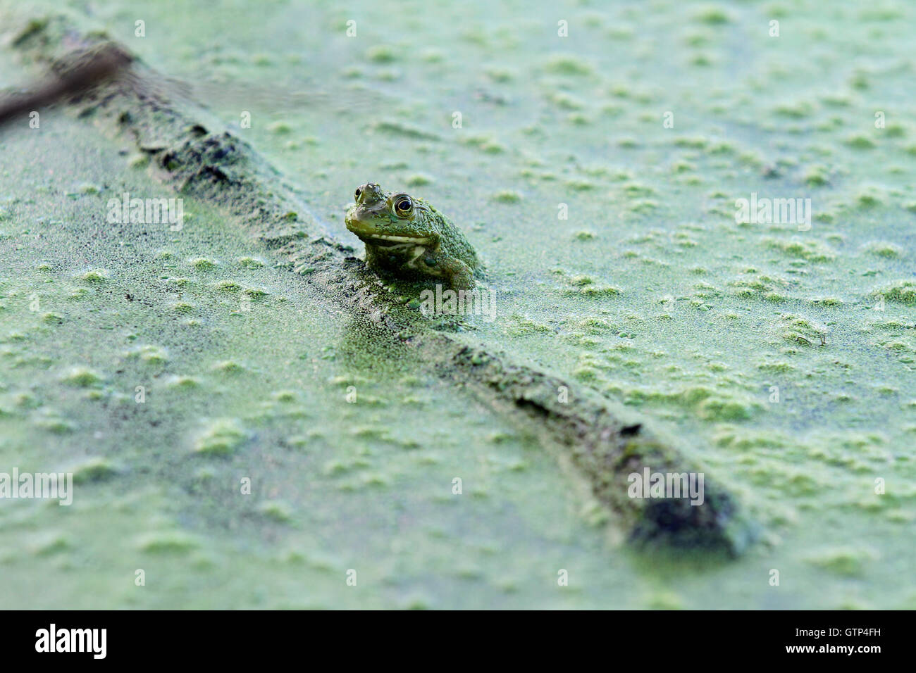 Rana toro (Rana catesbeiana) sporgente da un laghetto di alghe in appoggio contro un morto tronco galleggiante Foto Stock