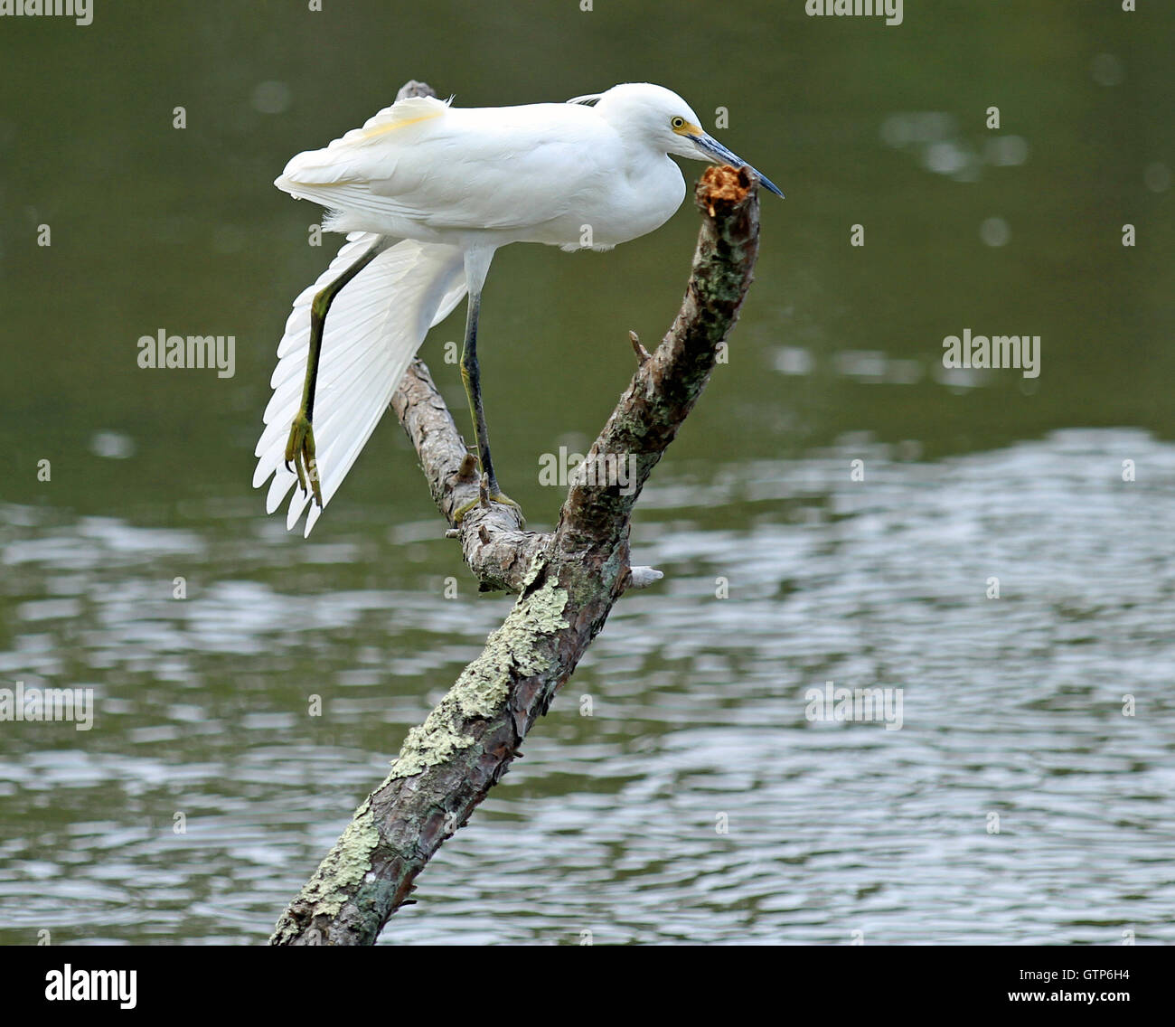 Immaturo snowy garzetta (Egretta thuja) appollaiate su un ramo morto sopra acqua con ala e gamba stesa Foto Stock