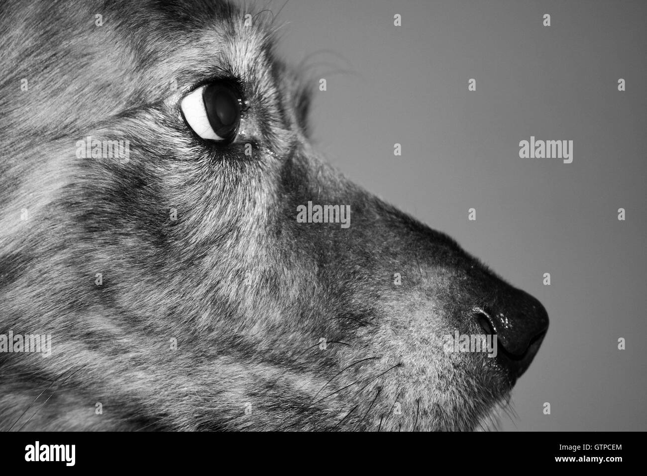 Profilo di cane Closeup Foto Stock