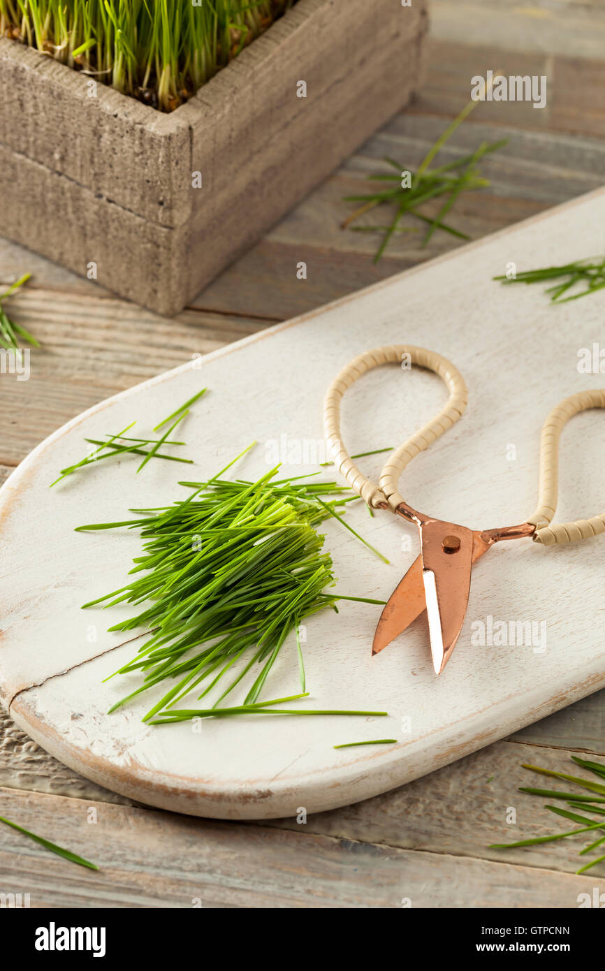 Un sano materie Grano verde erba tagliata di fresco Foto Stock