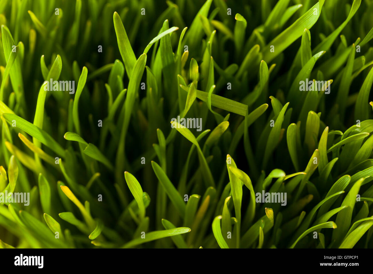 Un sano materie Grano verde erba tagliata di fresco Foto Stock