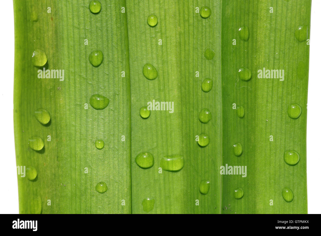 Foglia verde e caduta di sfondo texture Foto Stock
