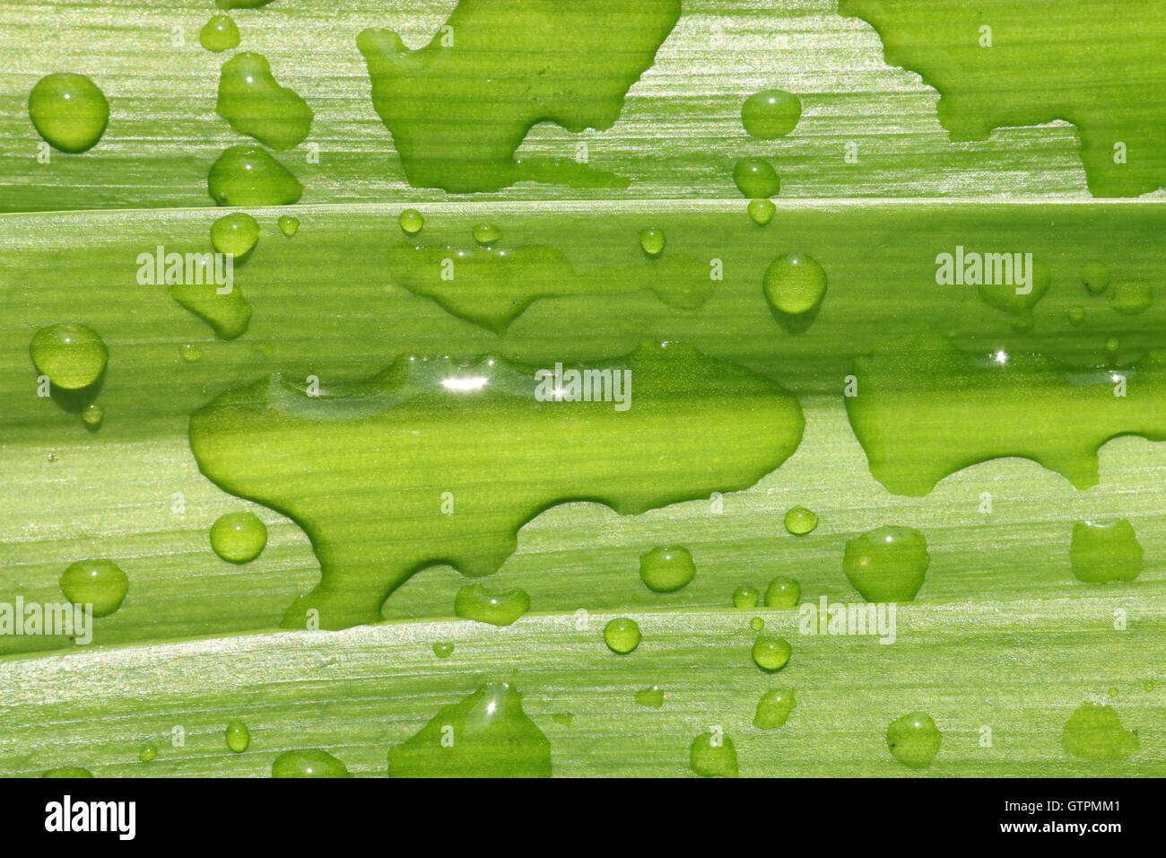 Foglia verde e caduta di sfondo texture #2 Foto Stock