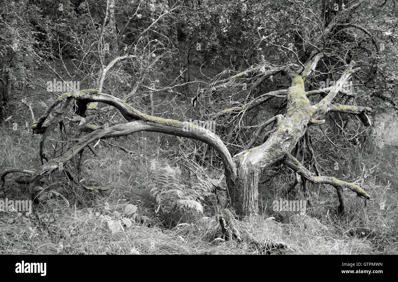 Morendo Tree - Highland Wildlife Park Foto Stock