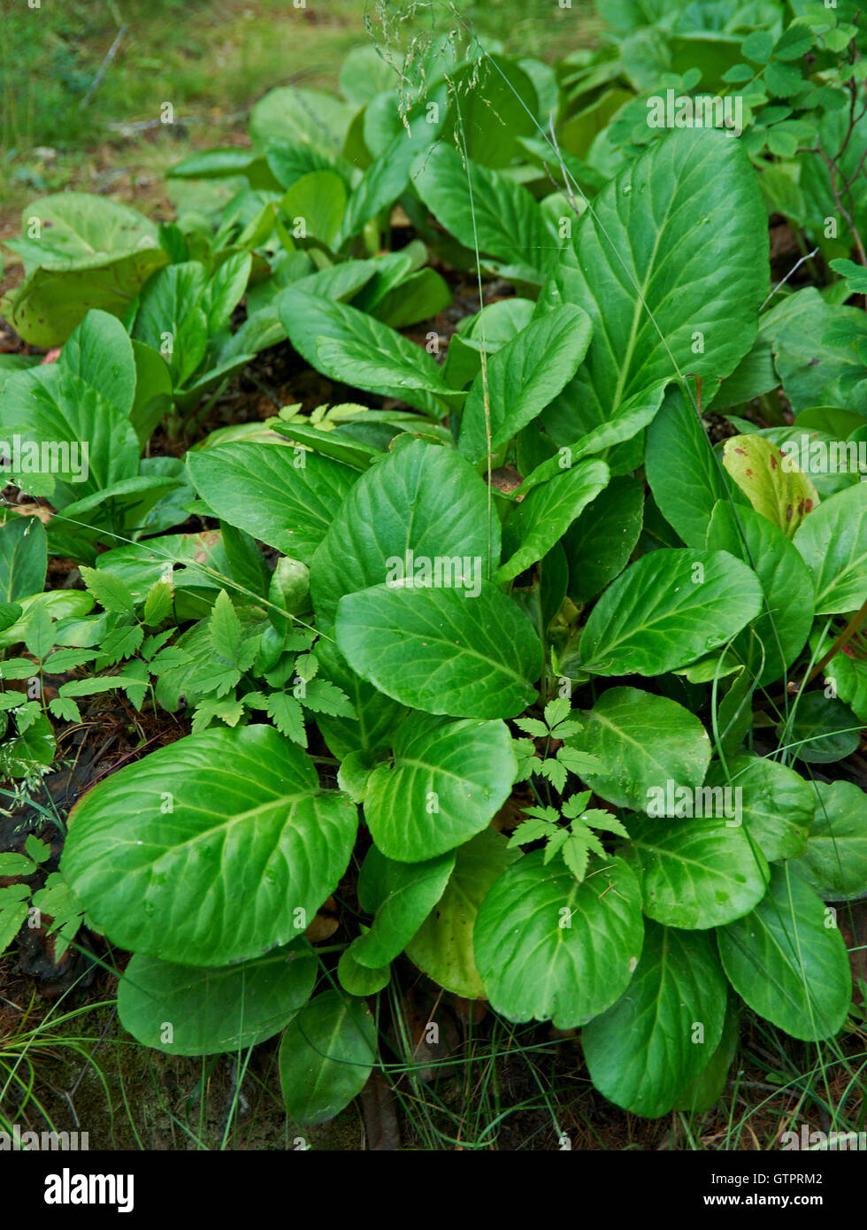 Bergenia crassifolia siberiano badan vicino al lago Baikal, Russia Foto Stock
