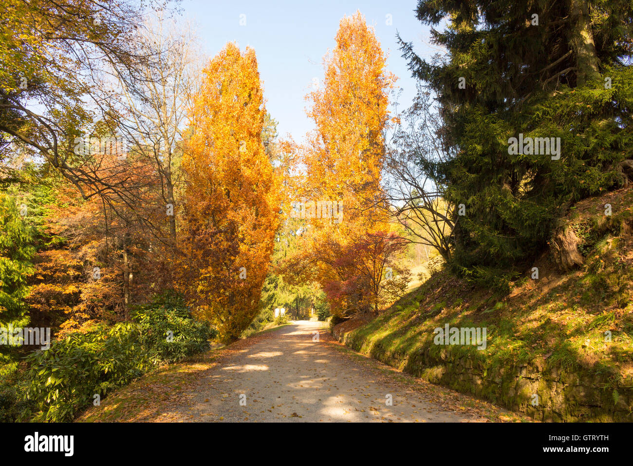 Autunno in scena con alberi e foglie di splendidi colori Foto Stock