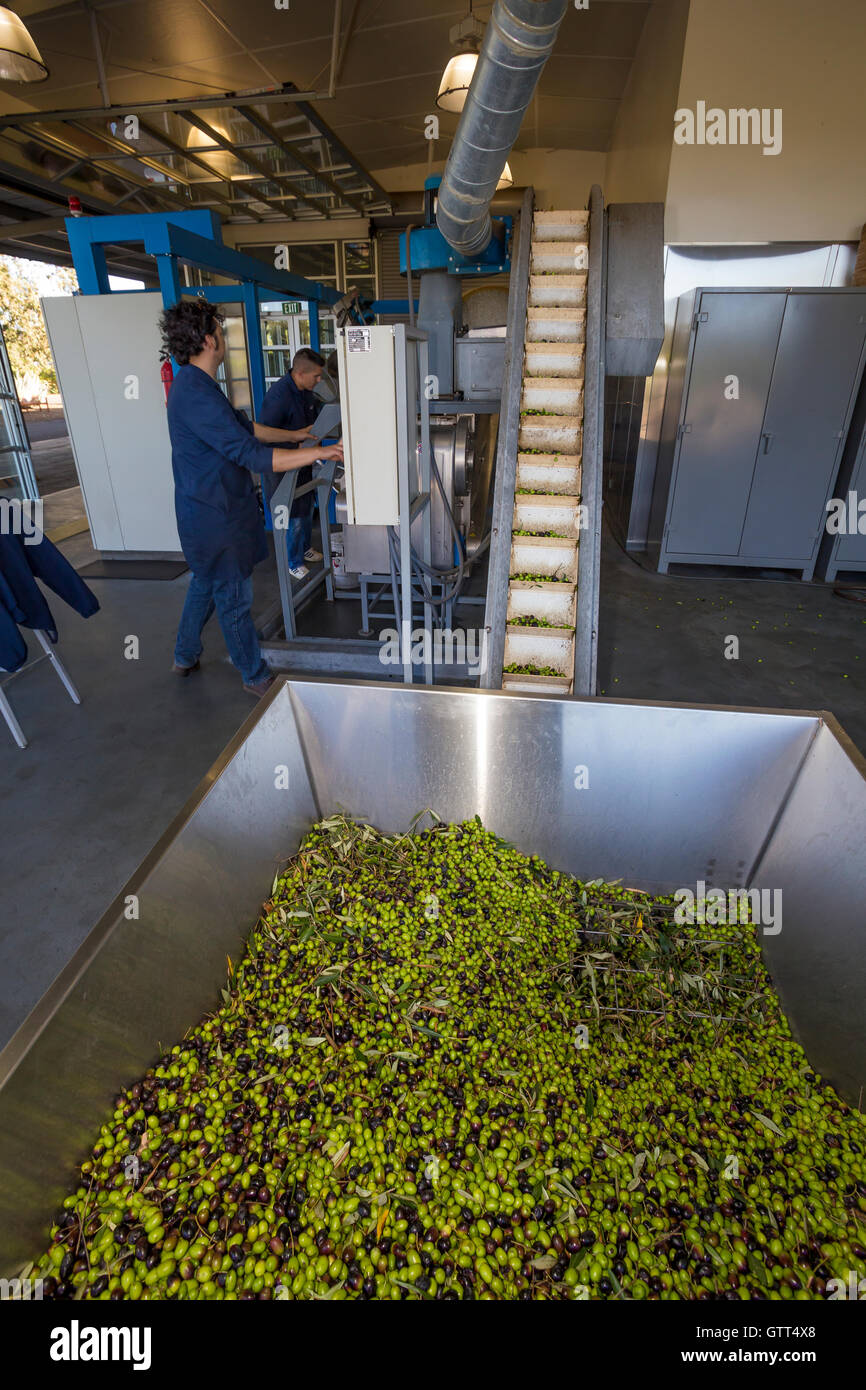 Raccolte le olive, olive in attesa di essere macinato, Round Pond Estate Frantoio Rutherford, Napa Valley, California Foto Stock