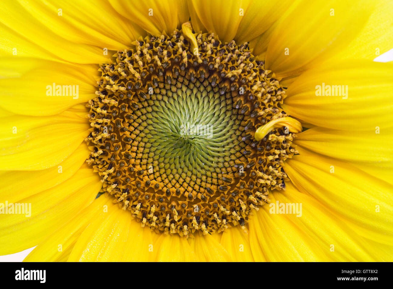 Helianthus annuus. In prossimità di una testa di girasole. Foto Stock