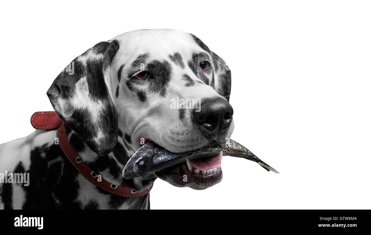 Cane dalmata tenendo un pesce nella sua bocca isolare closeup. Foto in studio. Ritratto di un cacciatore preda. Foto Stock